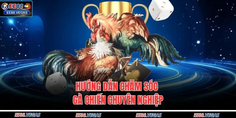 Hướng dẫn chăm sóc gà chiến chuyên nghiệp